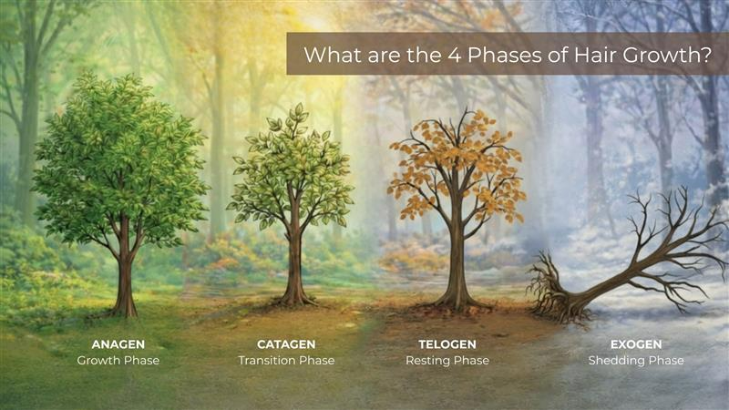 What are the 4 Phases of Hair Growth?  Theradome