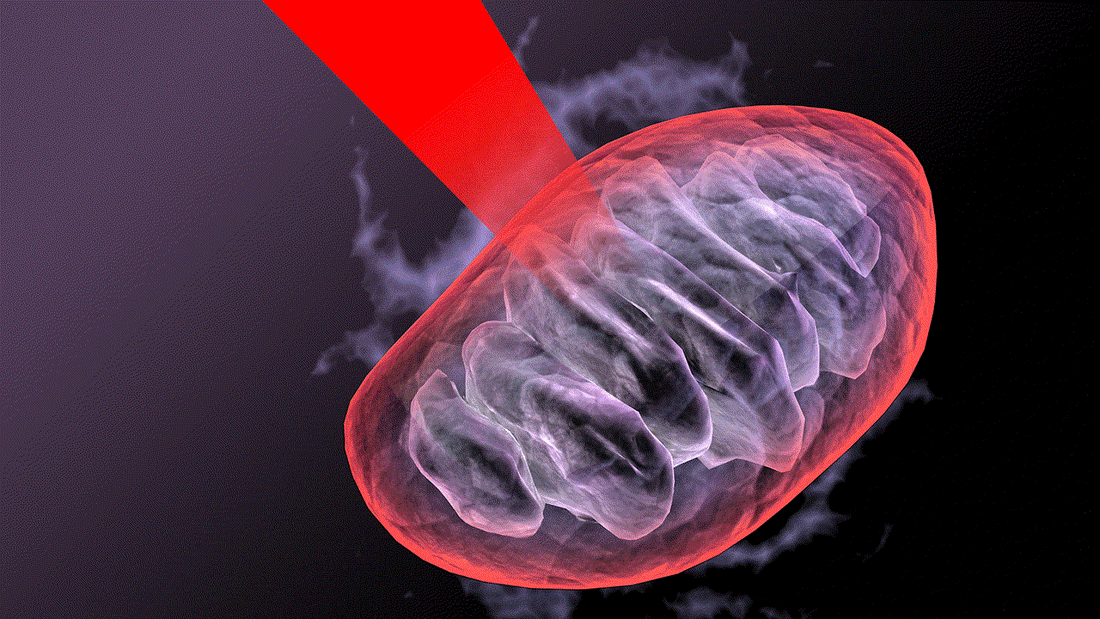mitochondria