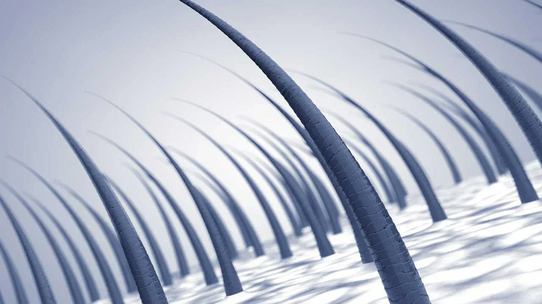 Hair follicles damage & how to fix it