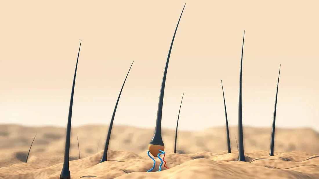 what are the phases of hair growth