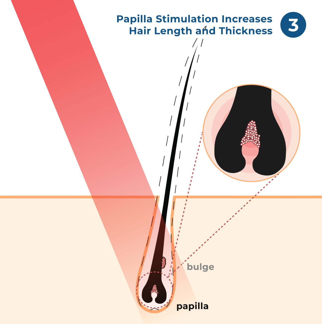 Step 3: Papilla Stimulation Increases Hair Length and Thickness